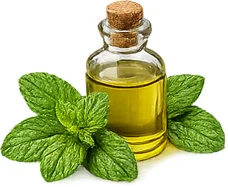 Έλαιο μέντας πιπερώδους στην κρέμα {{OFFER_NAME}}